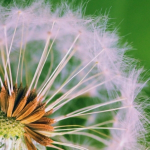 natural weed control
