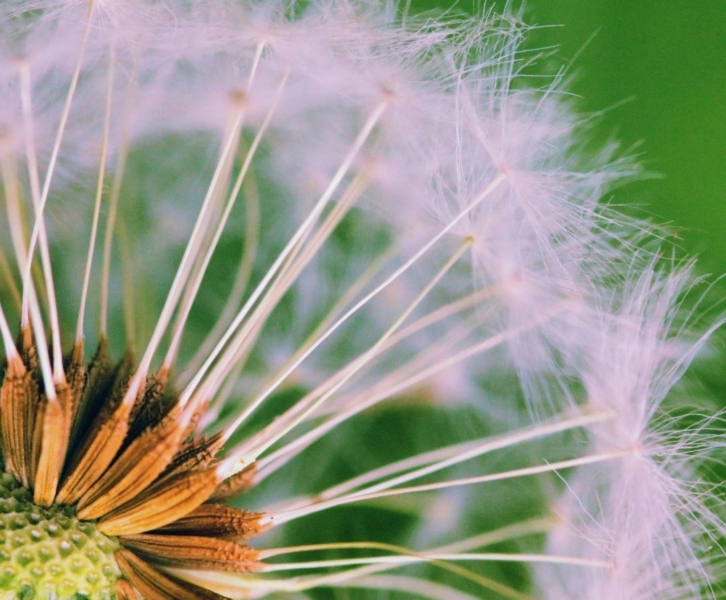 natural weed control